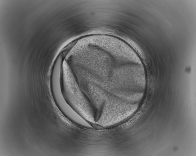 X0000099440854200805301449