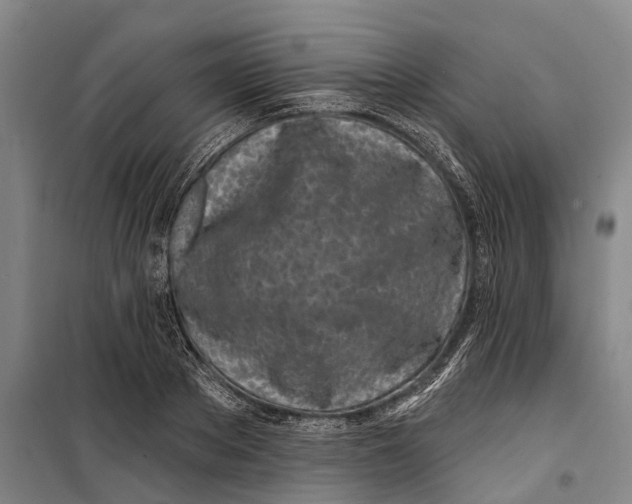 X0000099440889200805301448