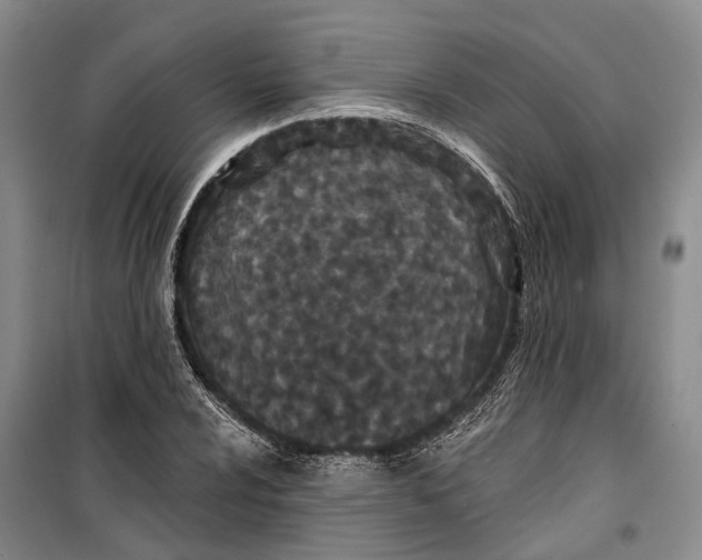 X0000099441024200805301446
