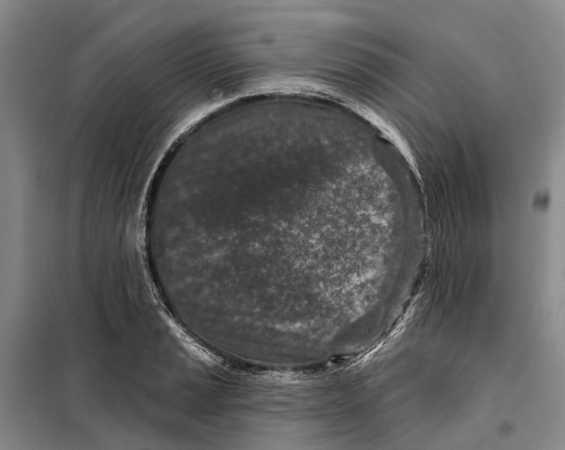 X0000099441037200805301446