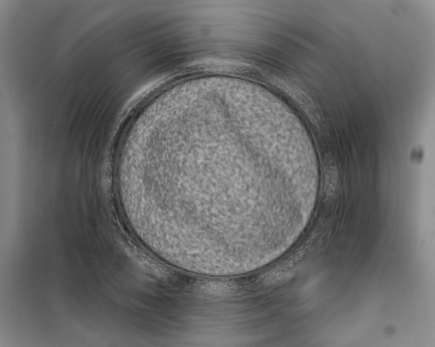 X0000099441074200805301446