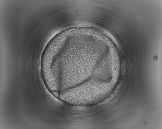 X0000099441095200805301445