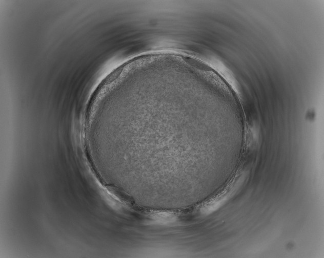 X0000099441101200805301445