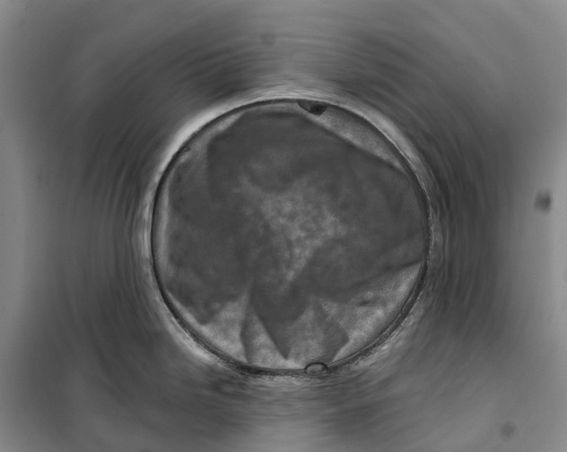 X0000099441246200805301444
