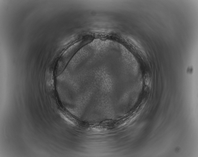 X0000099441252200805301443
