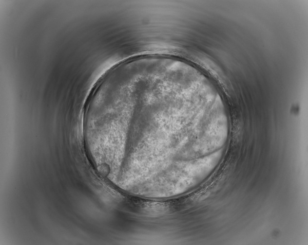X0000099441275200805301443
