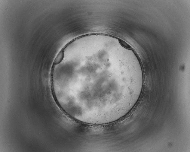X0000099441291200805301443