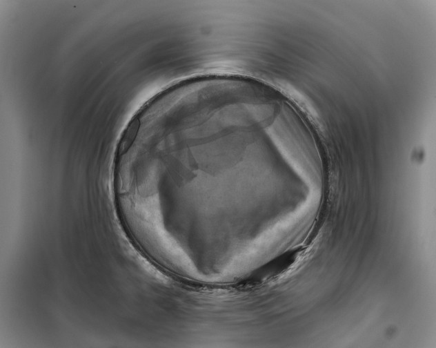 X0000099441334200805301442