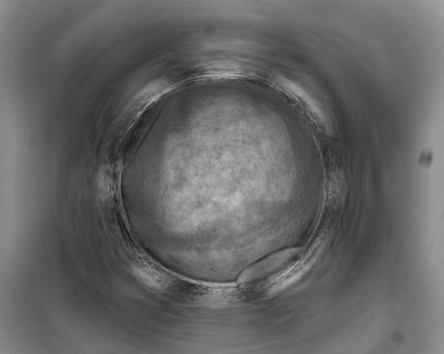 X0000099441353200805301442