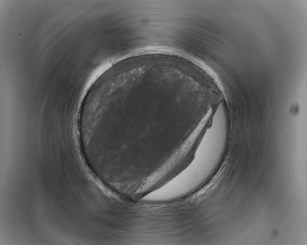 X0000099441373200805301442