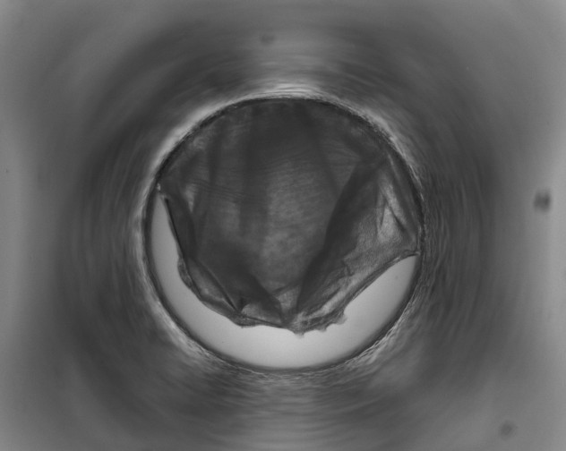 X0000099441422200805301441