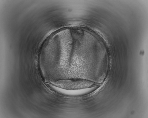 X0000099441449200805301440