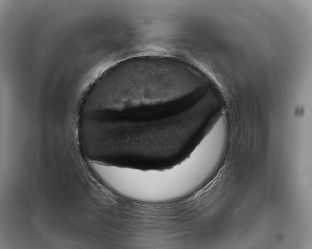X0000099441455200805301440