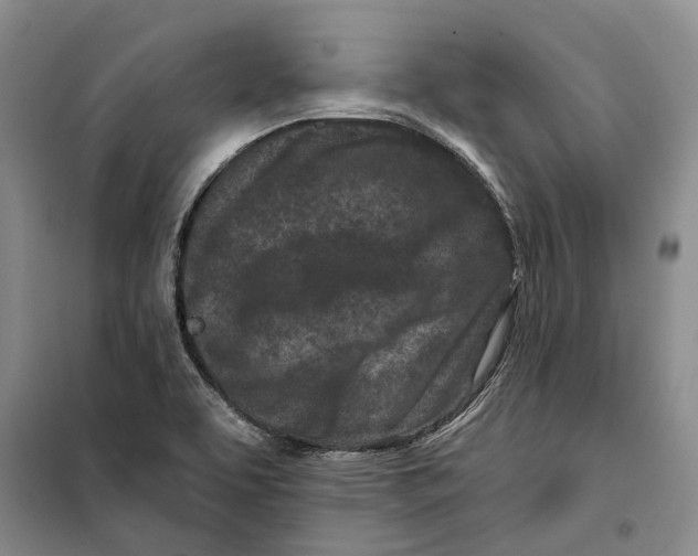 X0000099441463200805301440