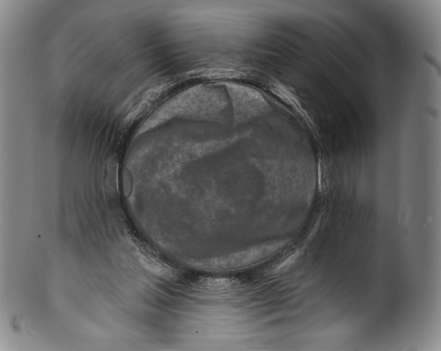 X0000099440205200806061052