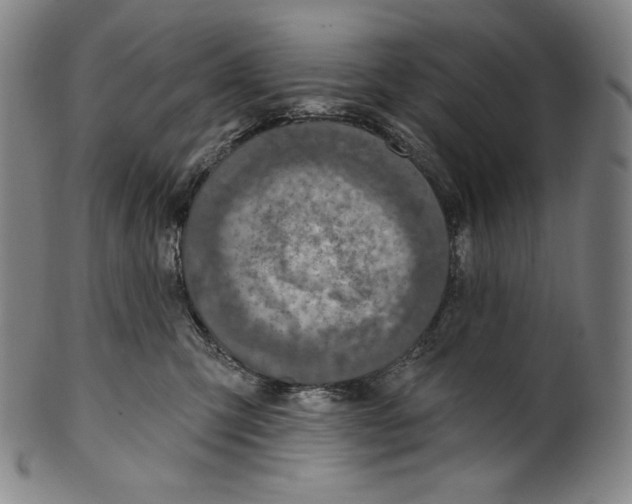 X0000099440423200806061048