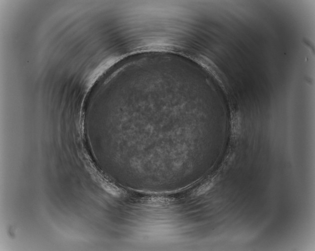 X0000099441077200806061038