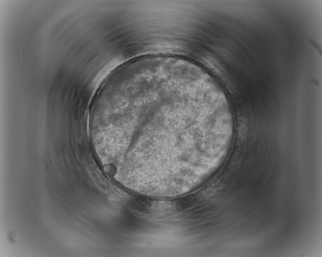 X0000099441275200806061035