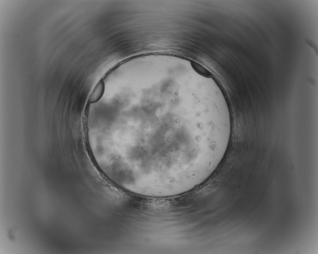 X0000099441291200806061035