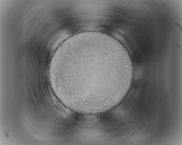 X0000099441338200806061034