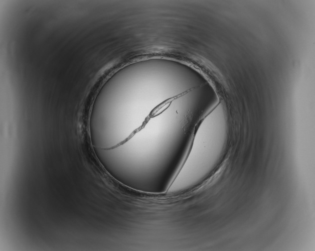 X0000099451210200805090721