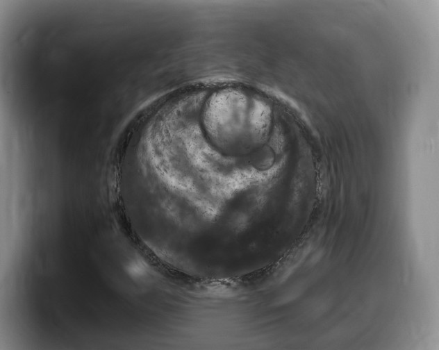 X0000099451255200805090720