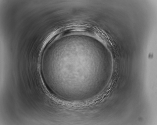 X0000099450003200805091516