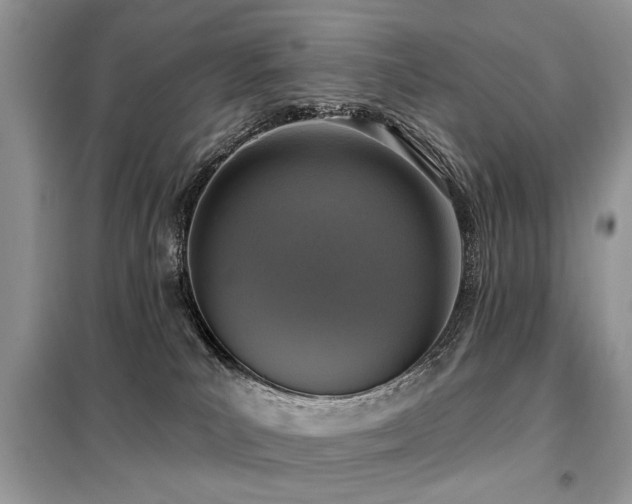 X0000099450039200805091515