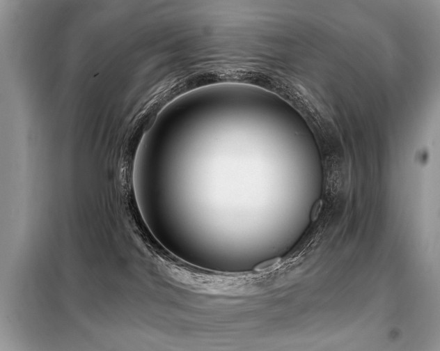 X0000099450044200805091515
