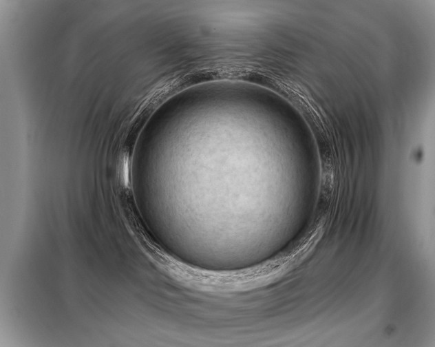 X0000099450046200805091515