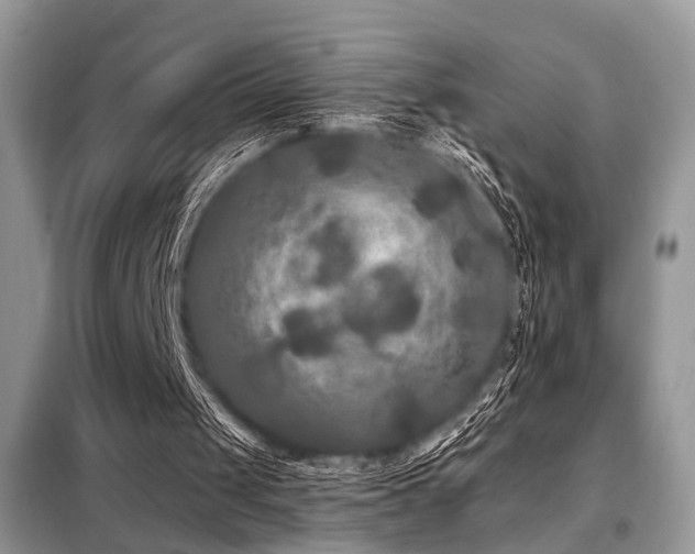 X0000099450049200805091514