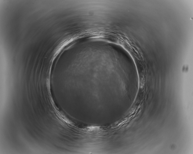 X0000099450052200805091514