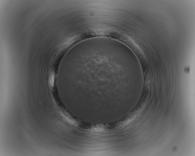 X0000099450076200805091515