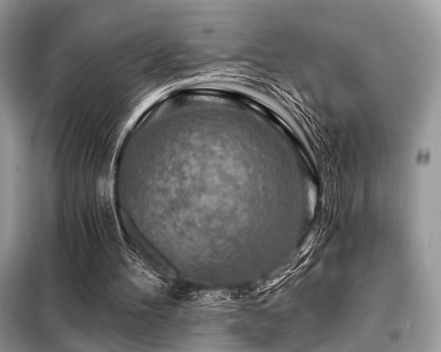 X0000099450100200805091514
