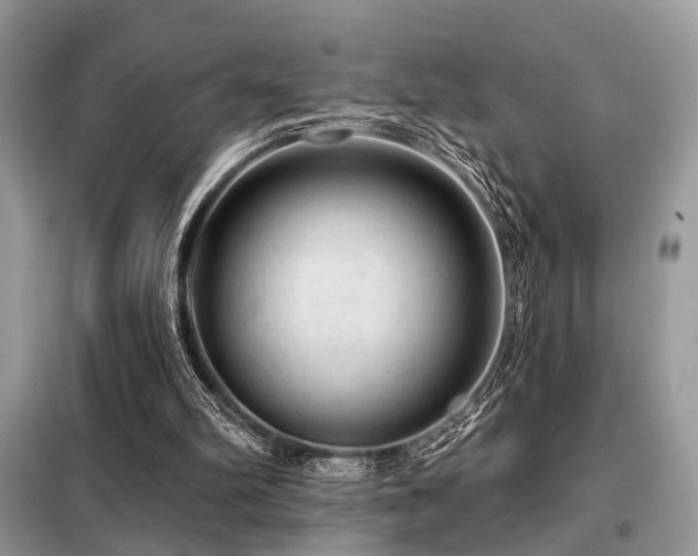 X0000099450102200805091514