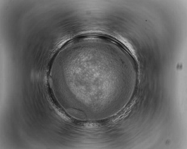 X0000099450105200805091514