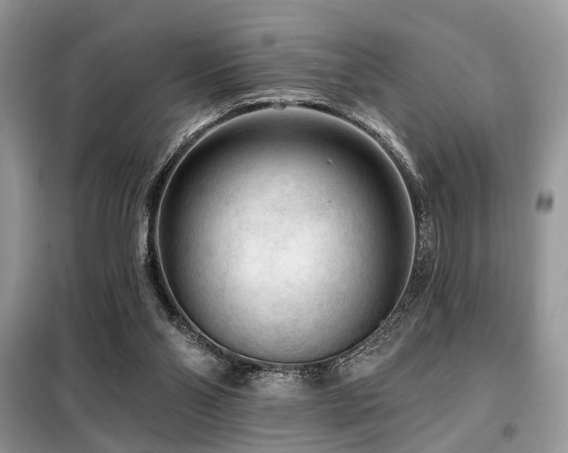 X0000099450110200805091514