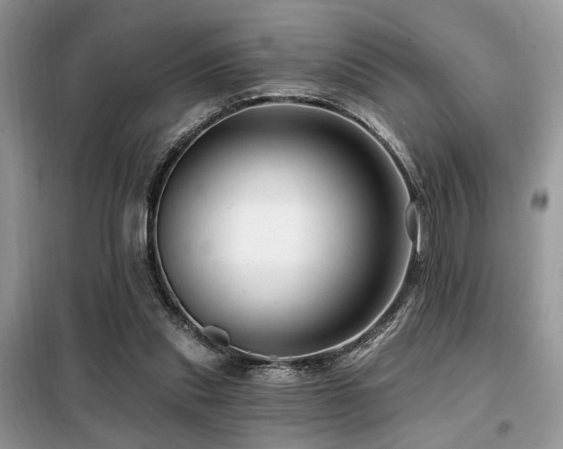 X0000099450253200805091512