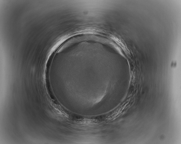 X0000099450292200805091511