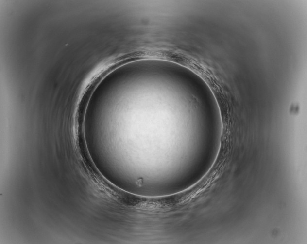 X0000099450294200805091511