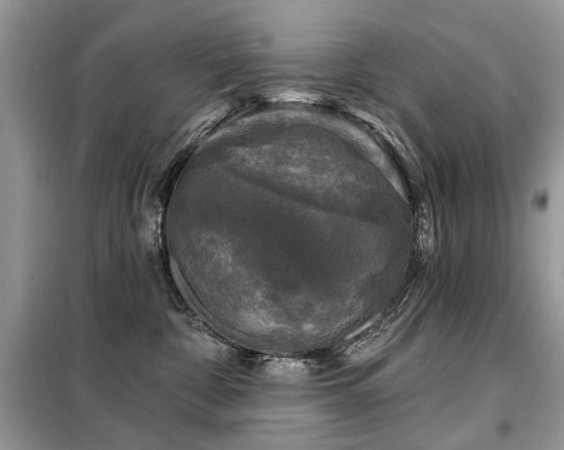X0000099450332200805091511