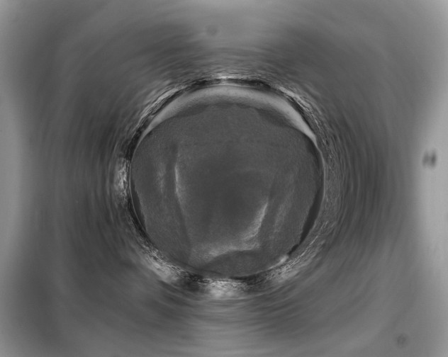 X0000099450336200805091511