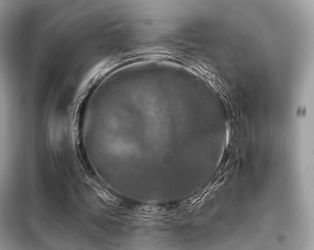 X0000099450339200805091510