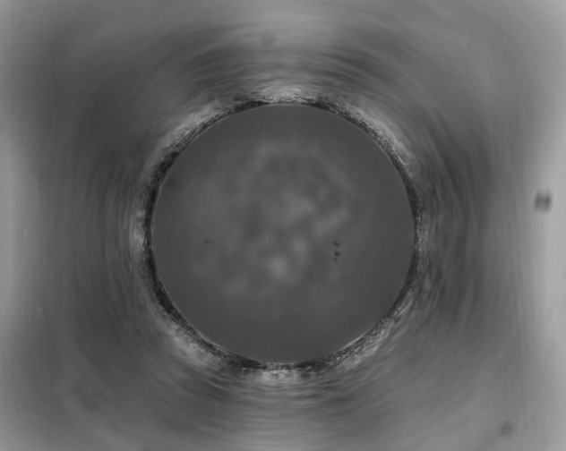 X0000099450353200805091510