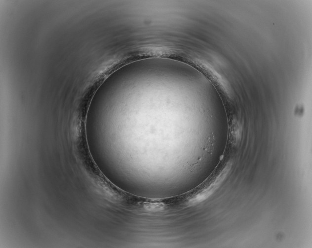 X0000099450355200805091510