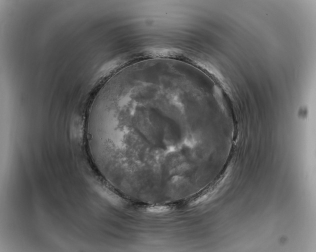 X0000099450357200805091510