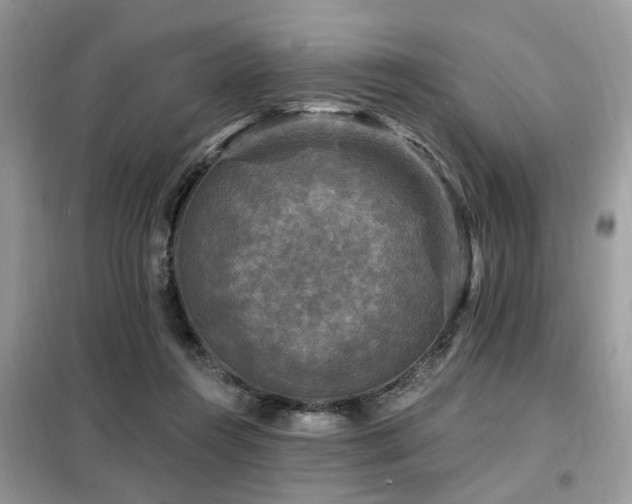 X0000099450360200805091510