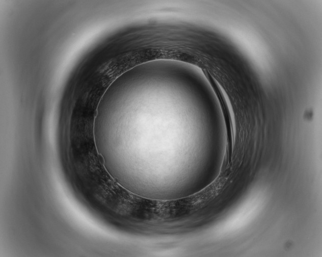 X0000099450383200805091511