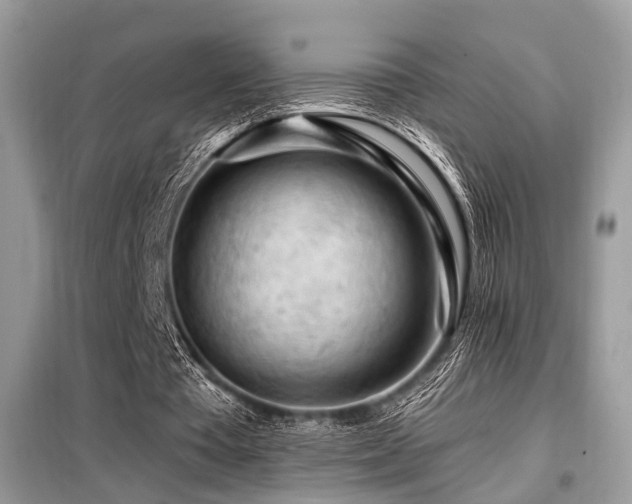 X0000099450385200805091510