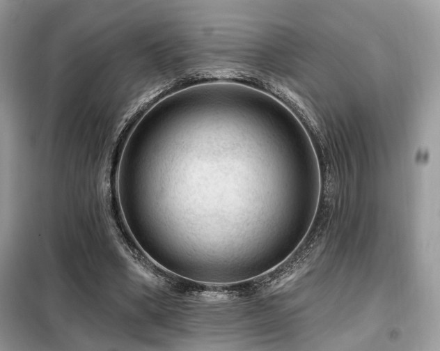 X0000099450394200805091510